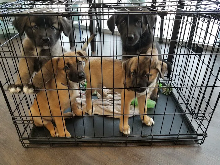 SnipWell Spay Neuter & Wellness Clinic Picture 10