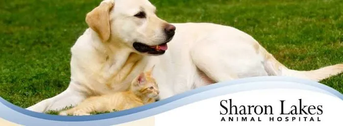 Sharon Lakes Animal Hospital Picture 3