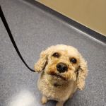 Sharon Lakes Animal Hospital