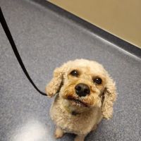 Sharon Lakes Animal Hospital ico