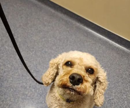 Sharon Lakes Animal Hospital