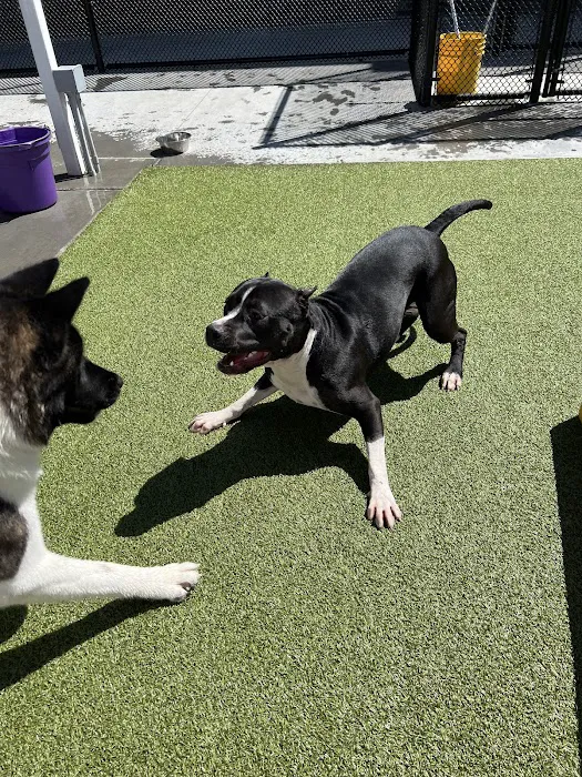 Banfield Pet Hospital Picture 1