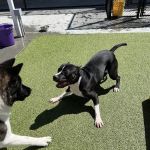 Banfield Pet Hospital