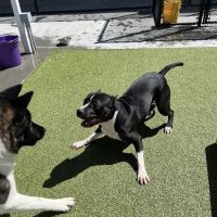 Banfield Pet Hospital ico
