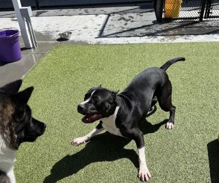 Banfield Pet Hospital