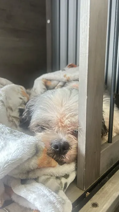 Banfield Pet Hospital Picture 8