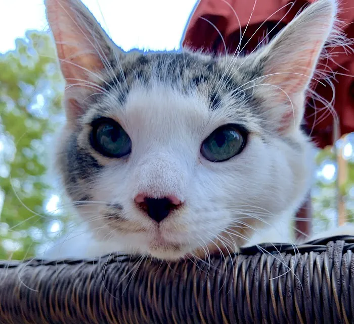 Stand For Animals Veterinary Clinic Picture 6