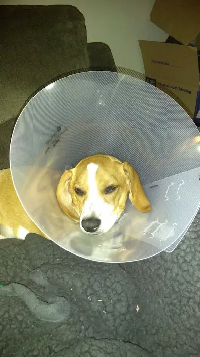 Stand For Animals Veterinary Clinic Picture 10