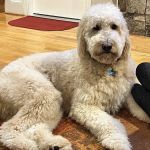 Livewell Animal Hospital of Elizabeth