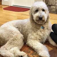Livewell Animal Hospital of Elizabeth ico