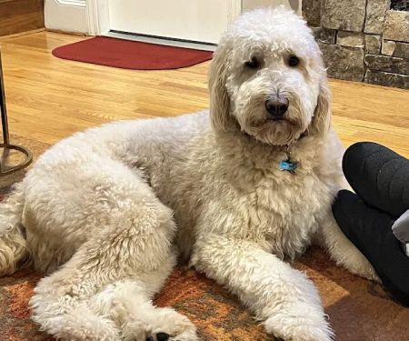Livewell Animal Hospital of Elizabeth