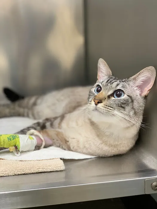 Livewell Animal Hospital of Elizabeth Picture 5