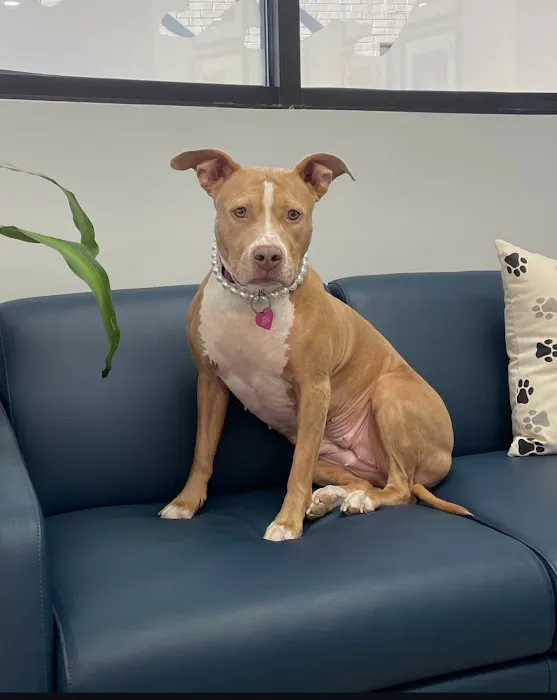 Livewell Animal Hospital of Elizabeth Picture 9