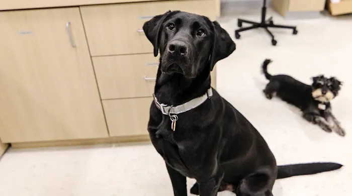 Livewell Animal Hospital of Elizabeth Picture 8