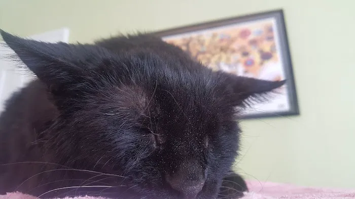 Charlotte Natural Animal Clinic Picture 9