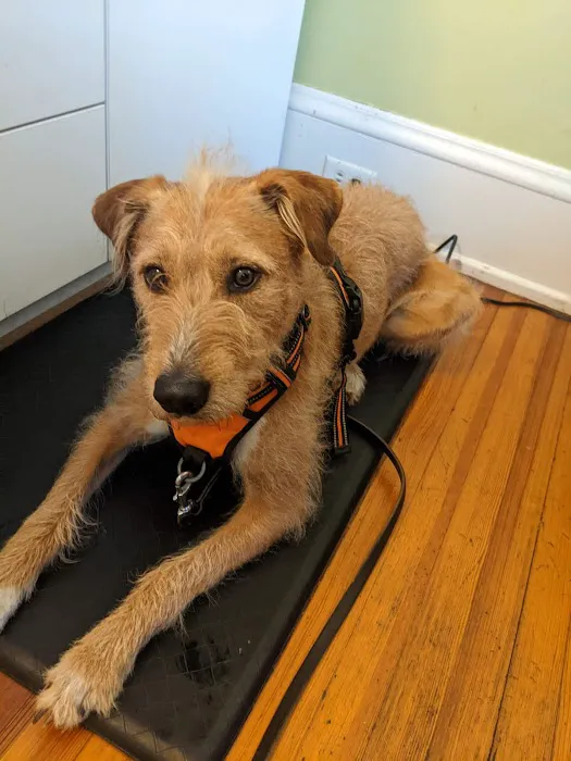Charlotte Natural Animal Clinic Picture 1