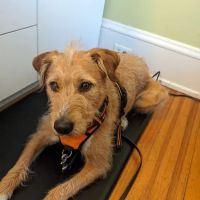 Charlotte Natural Animal Clinic ico