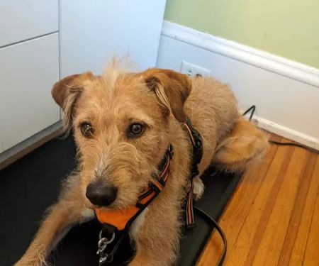 Charlotte Natural Animal Clinic