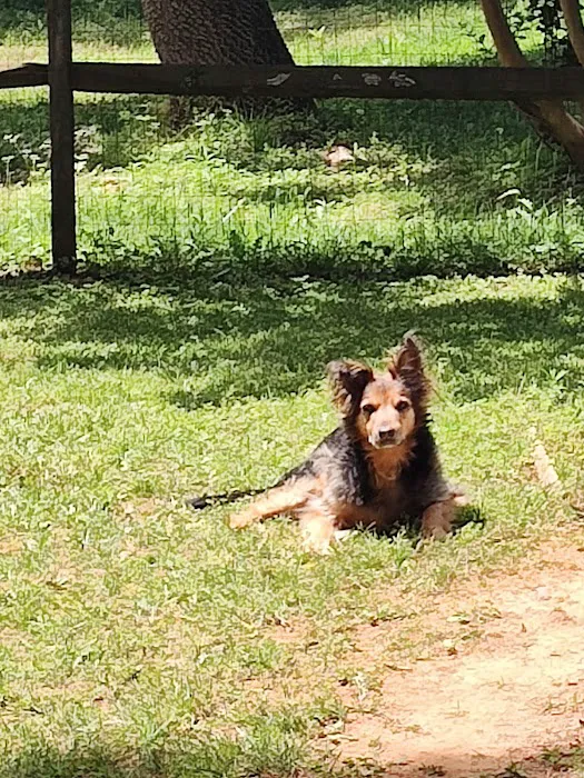 Charlotte Natural Animal Clinic Picture 2