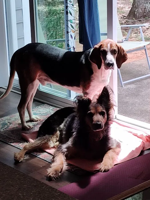 Charlotte Natural Animal Clinic Picture 6
