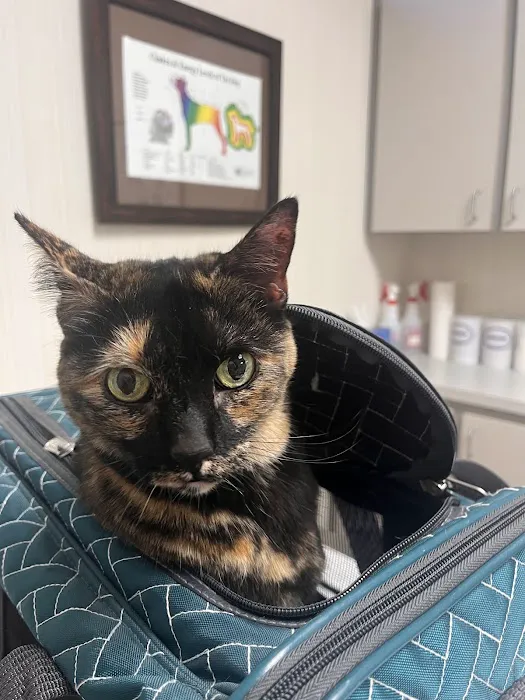 Charlotte Natural Animal Clinic Picture 3