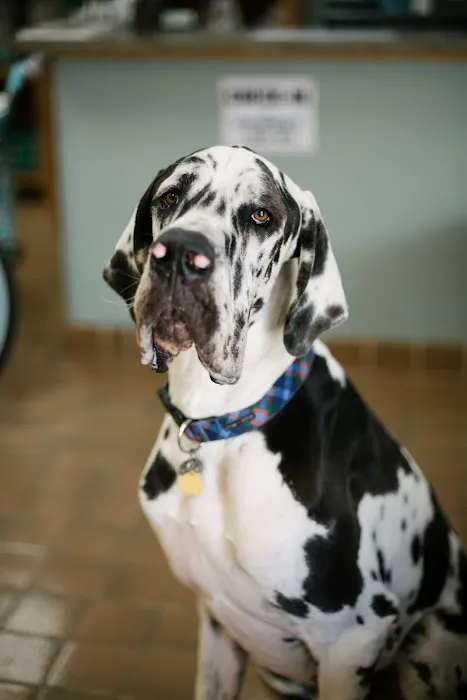 Commonwealth Animal Hospital Picture 3