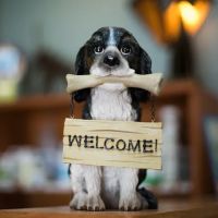 Commonwealth Animal Hospital ico