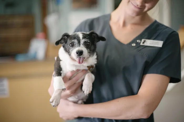 Commonwealth Animal Hospital Picture 8