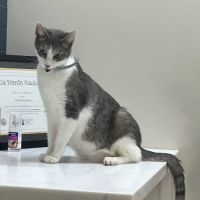 GoodVets Plaza Midwood ico