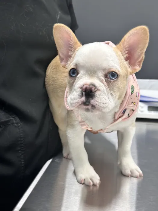 Park Road Animal Hospital Picture 6