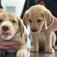 Park Road Animal Hospital ico