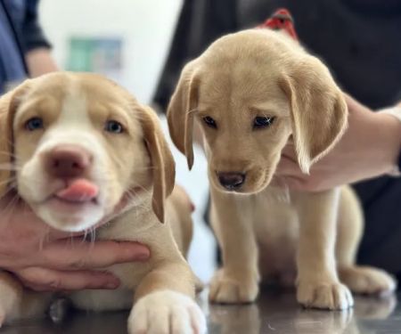 Park Road Animal Hospital
