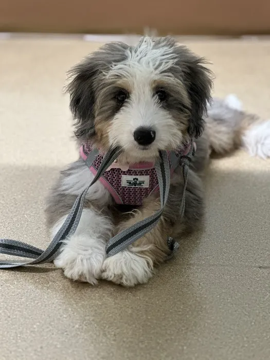 SouthPark Animal Hospital Picture 1