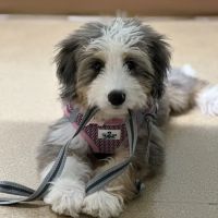 SouthPark Animal Hospital ico