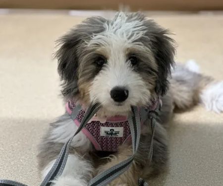 SouthPark Animal Hospital