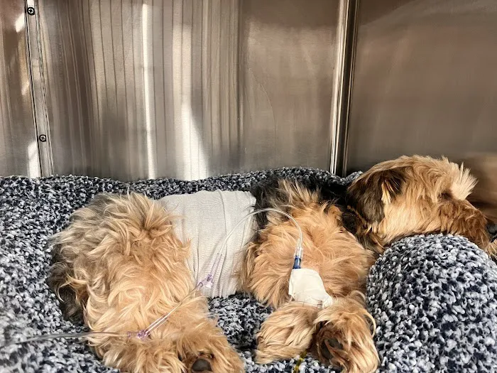 Veterinary Emergency Group Picture 9