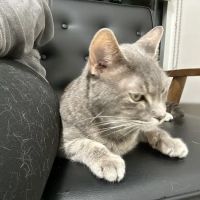 Veterinary Emergency Group ico