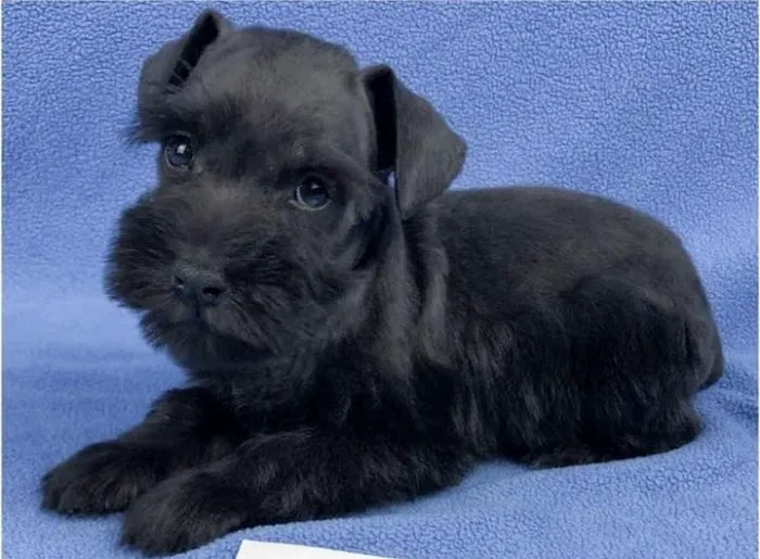 Banfield Pet Hospital Picture 9