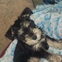 Banfield Pet Hospital ico