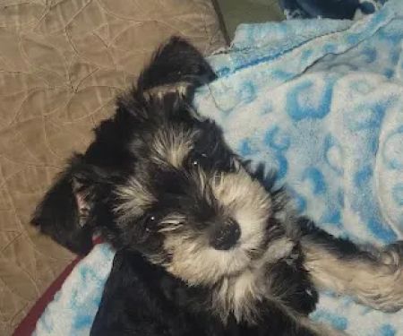 Banfield Pet Hospital