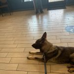 Quail Hollow Veterinary Hospital