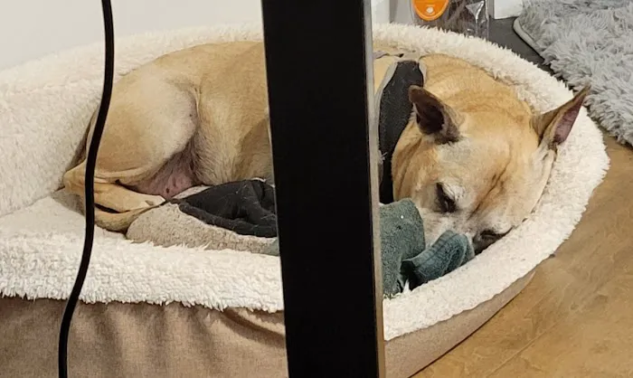 Friendship Animal Hospital Picture 7