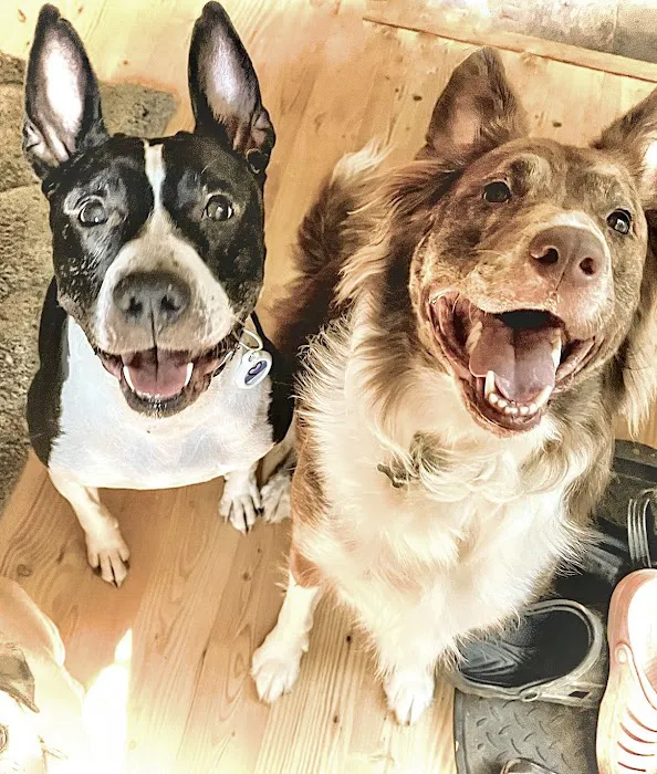 Friendship Animal Hospital Picture 4