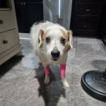 Waxhaw Animal Hospital