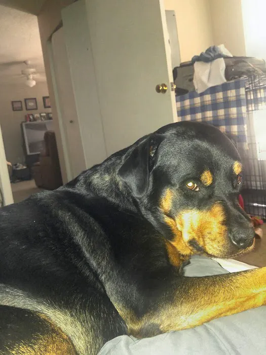 Waxhaw Animal Hospital Picture 3