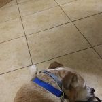 Faulkner Animal Hospital: Glenn Brent DVM
