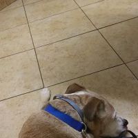 Faulkner Animal Hospital: Glenn Brent DVM ico