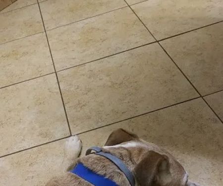 Faulkner Animal Hospital: Glenn Brent DVM