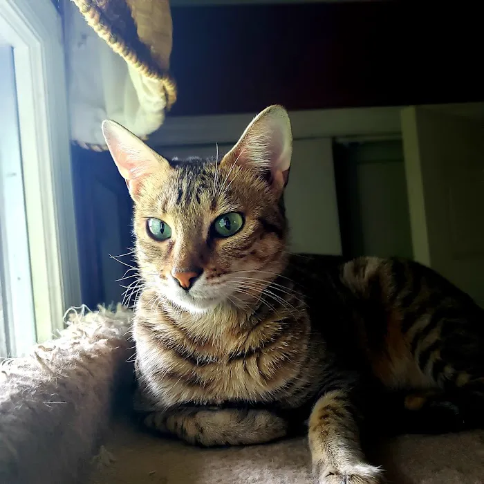 Faulkner Animal Hospital Picture 7