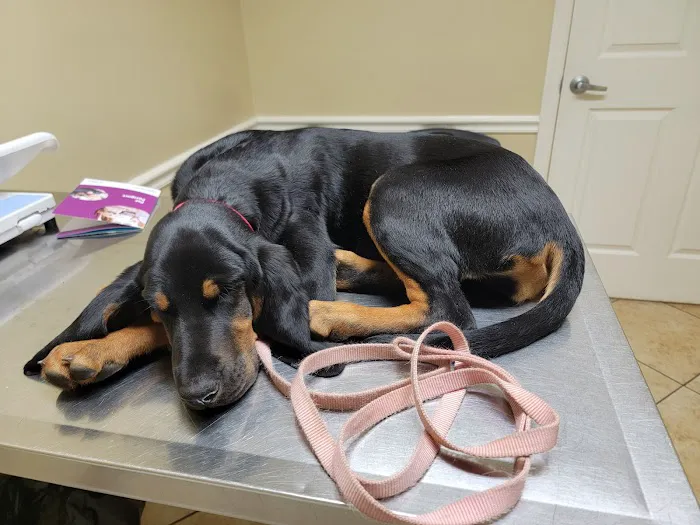 Faulkner Animal Hospital Picture 5